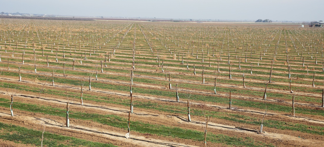 Plantación de pistachos