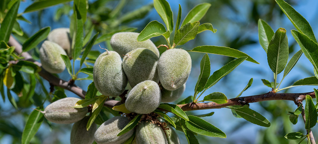 Almendra verde en una plantación