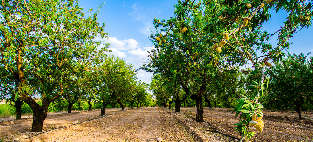 Plantación de almendros e regadío
