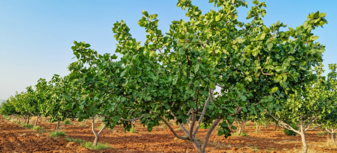 Cultivo de pistachos