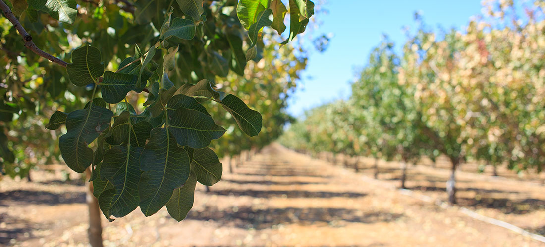 Plantación de pistachos, con una pistachera vista de cerca.