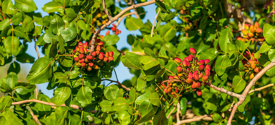 Plantación de pistachos recién plantada.