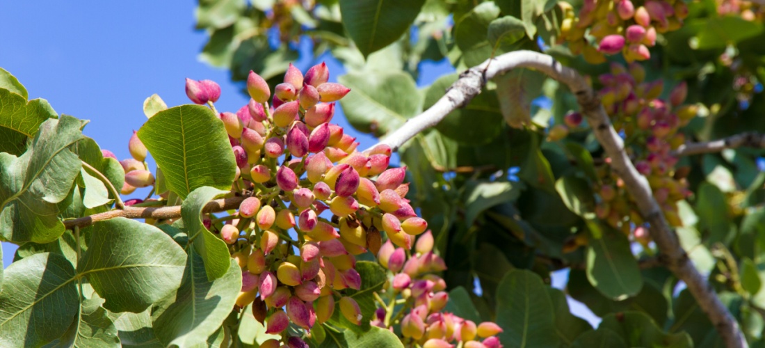 Pistachos en el árbol