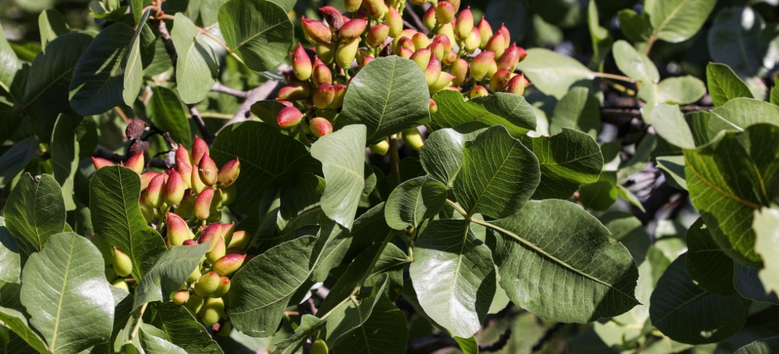 Árbol de pistachos